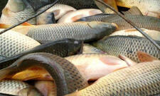 Balıq ovu üçün kvota təsdiqlənib