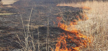 Əkin yerinin yandırılmasına görə yeni cərimələr, inzibati həbs müəyyənləşib