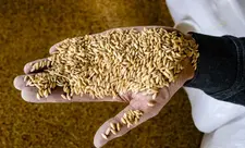 Dünya bazarlarında taxıl qiymətləri açıqlanıb