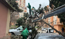 Bakıda güclü külək 19 ağacı sındırıb