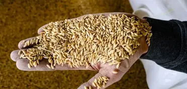 Dünya bazarlarında taxıl qiymətləri açıqlanıb