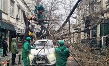 İki gündə Bakıda 78 ağac sınıb