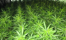 Məhkəmə hökmləri ilə dövriyədən çıxarılmış narkotik yandırılıb