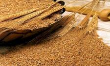 Hesablama Palatası: Subsidiyalara baxmayaraq buğda üzrə özünütəminetmə azalıb