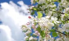 Yaz fəslinin Azərbaycana daxil olacağı vaxt açıqlanıb