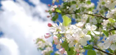 Yaz fəslinin Azərbaycana daxil olacağı vaxt açıqlanıb