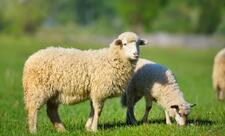 Azərbaycanda iribuynuzlu və xırdabuynuzlu heyvanların sayı azalıb