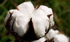 Azərbaycanda pambıq istehsalı 17%-ə yaxın artıb