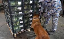 İrandan Rusiyaya kahı aparan yük maşınında 79 kq marixuana aşkarlanıb