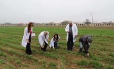 Dənli taxıl sahələrində fitosanitar monitorinq aparılıb