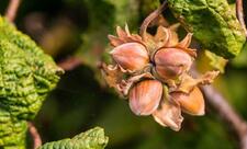 Meşə fındığından ixrac gəlirləri 2 dəfədən çox artıb