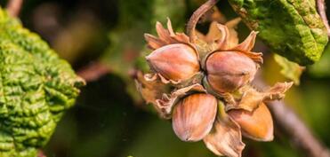 Meşə fındığından ixrac gəlirləri 2 dəfədən çox artıb