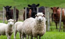 İri və xırdabuynuzlu heyvanların erkən yaş və aşağı çəkidə kəsilməsi qanunvericiliklə tənzimlənəcək