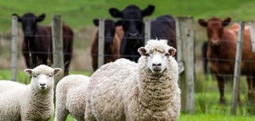 İri və xırdabuynuzlu heyvanların erkən yaş və aşağı çəkidə kəsilməsi qanunvericiliklə tənzimlənəcək