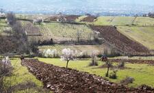 Gürcüstanda azərbaycanlılara məxsus torpaq sahələri məcburi müsadirə olunacaq
