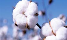 İki ayda pambıq ixracı 45%-ə yaxın artıb