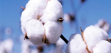 İki ayda pambıq ixracı 45%-ə yaxın artıb
