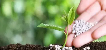 Azərbaycanın gübrə ixracından gəlirləri 40% azalıb