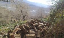 Oğuzda ağacların kəsilməsinə görə polis cinayət işi açılıb