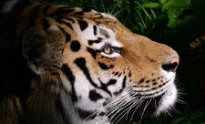 Rusiya Qazaxıstana dörd Amur pələngi göndərəcək