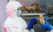 Quş qripi xəstəliyinə qarşı epizootoloji monitorinqin nəticələri açıqlandı