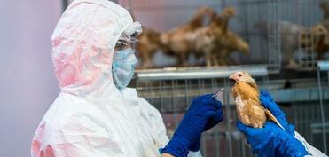 Quş qripi xəstəliyinə qarşı epizootoloji monitorinqin nəticələri açıqlandı