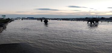 FHN: İntensiv yağışlarla əlaqədar fəsadların aradan qaldırılması və suçəkmə işləri davam etdirilir