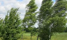 Sabah da güclü külək əsəcək