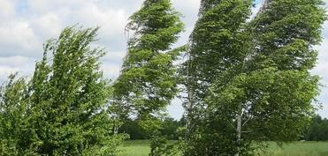 Sabah da güclü külək əsəcək