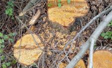 Oğuzda ağacların kəsilməsinə görə cinayət işi başlanıb