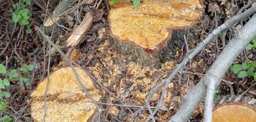 Oğuzda ağacların kəsilməsinə görə cinayət işi başlanıb