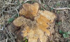 Oğuzda ağac kəsən 3 nəfər saxlanılıb - FOTO