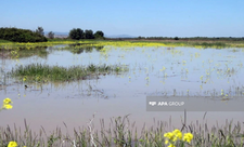 Dövlət Su Ehtiyatları Agentliyi Kür çayında mövcud vəziyyət barədə məlumat yayıb