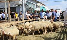 Ölkə üzrə 134 ünvanda qurbanlıq heyvanların satışı və kəsimi təşkil olunacaq - SİYAHI