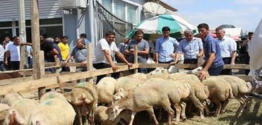 Ölkə üzrə 134 ünvanda qurbanlıq heyvanların satışı və kəsimi təşkil olunacaq - SİYAHI