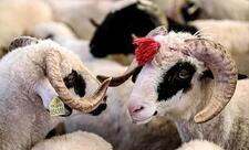 Qurban bayramı ilə bağlı fətva verilib