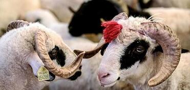 Qurban bayramı ilə bağlı fətva verilib