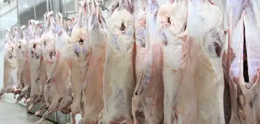 Məcnun Məmmədov: Ət istehsalımız istehlakı qarşılaya bilmir