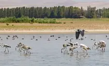 Binabın təbiət abidəsi beynəlxalq qeydiyyata alınacaq