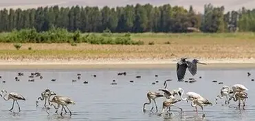 Binabın təbiət abidəsi beynəlxalq qeydiyyata alınacaq