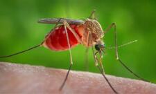 Gürcüstanda təhlükəli virus aşkarlanıb