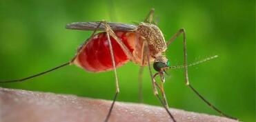 Gürcüstanda təhlükəli virus aşkarlanıb