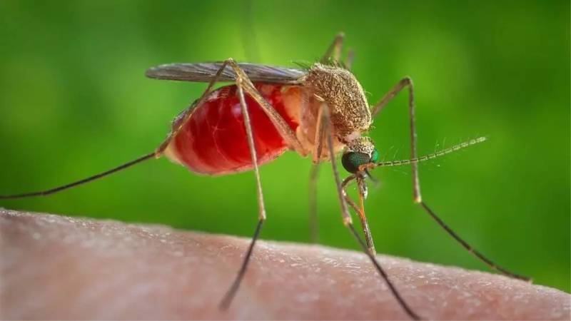 Gürcüstanda təhlükəli virus aşkarlanıb