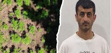 Hirkan Milli Parkında narkoplantasiya aşkarlanıb