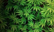 Füzulidə 4 tona yaxın çətənə bitkisi məhv edilib