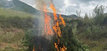 Şuşada 1 ton çətənə kolu məhv edildi
