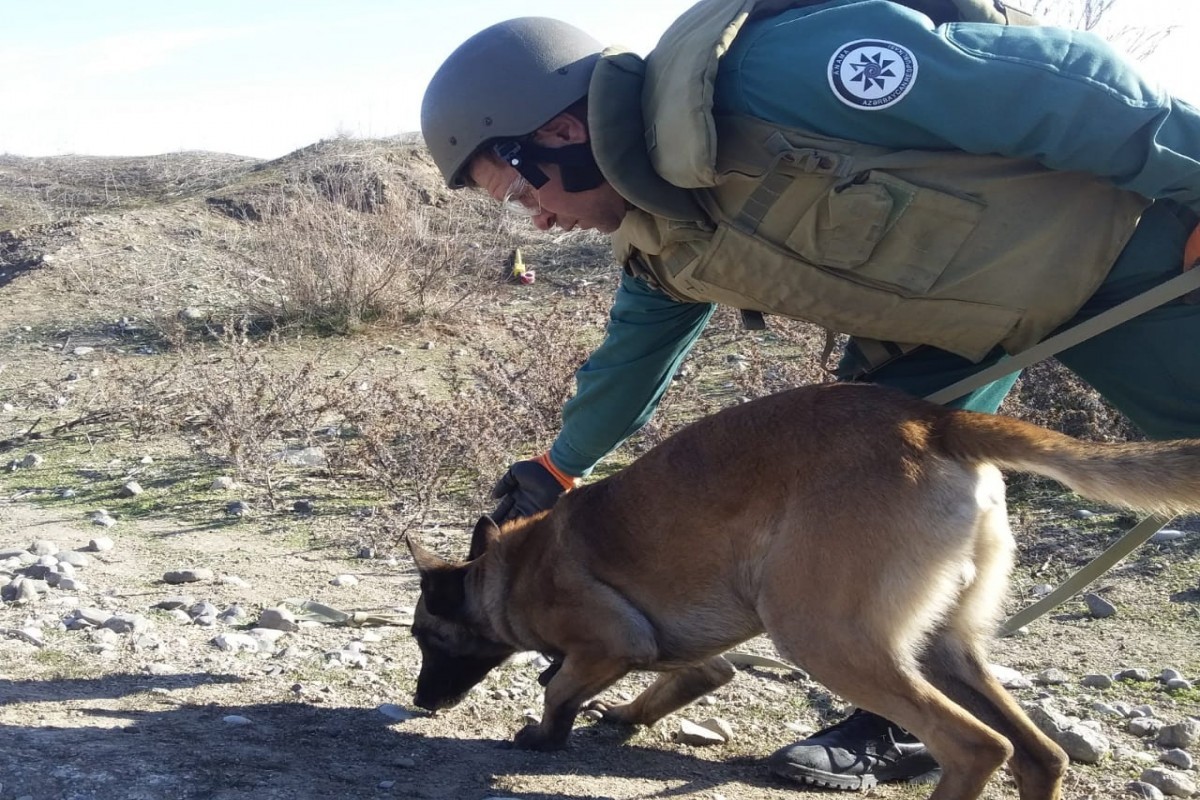 Son beş ildə ANAMA-ya 60-dan çox minaaxtaran it bağışlanılıb