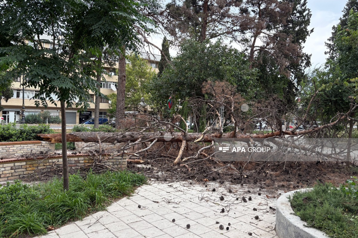 Gəncədə güclü külək irigövdəli ağacı aşırıb