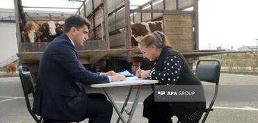 Ağdam, Xocalı və Laçın sakinlərinə damazlıq heyvanların paylanılmasına başlanıb - FOTO